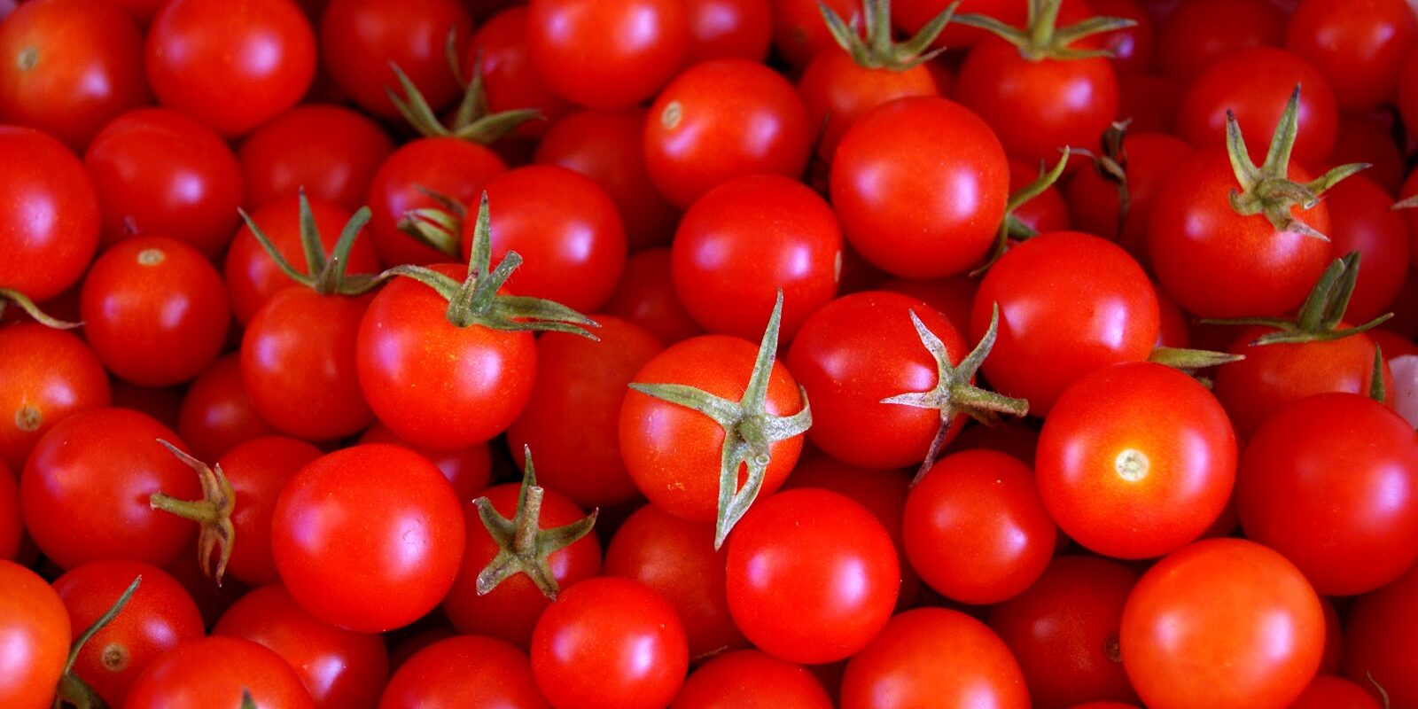 tomates