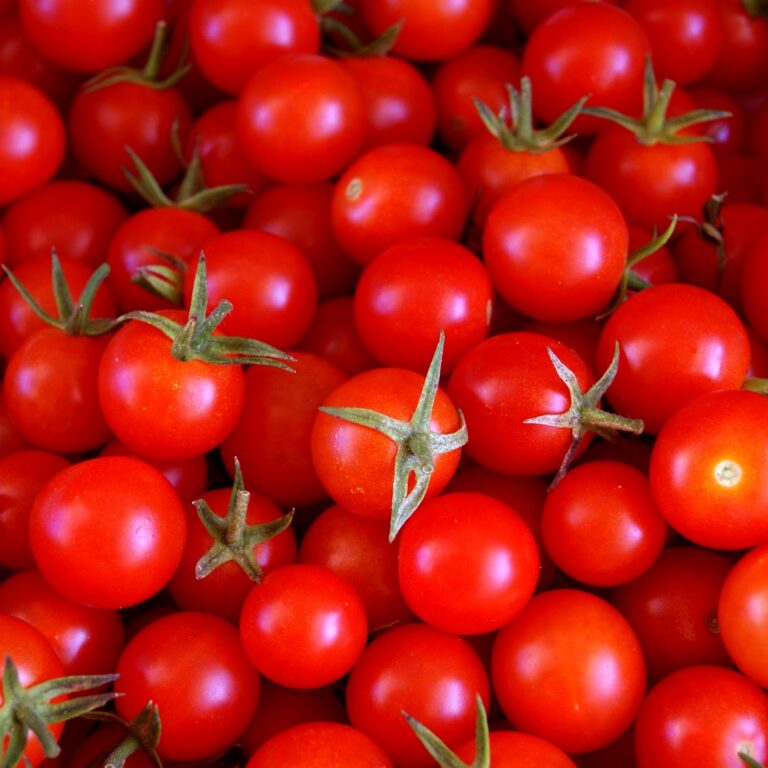 tomates