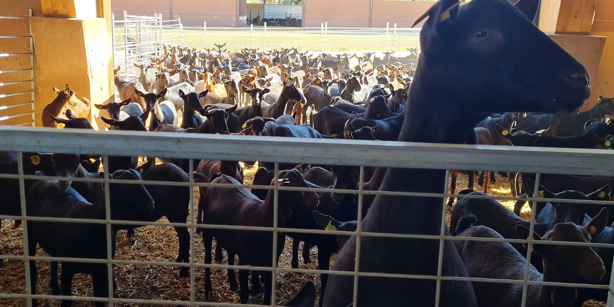 cabras-destacada