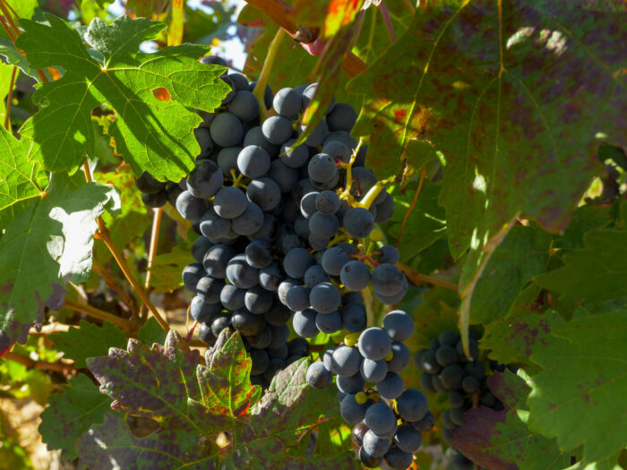 vendimia Ribera 2