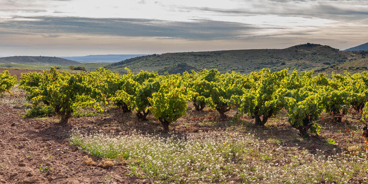 FINCAS Bespen Luis Oivan