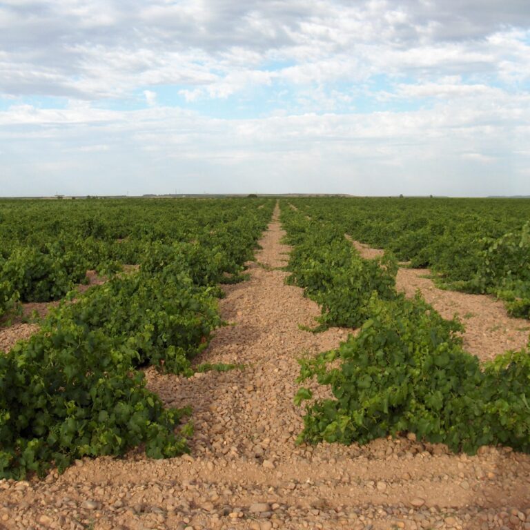 finca Martinsancho
