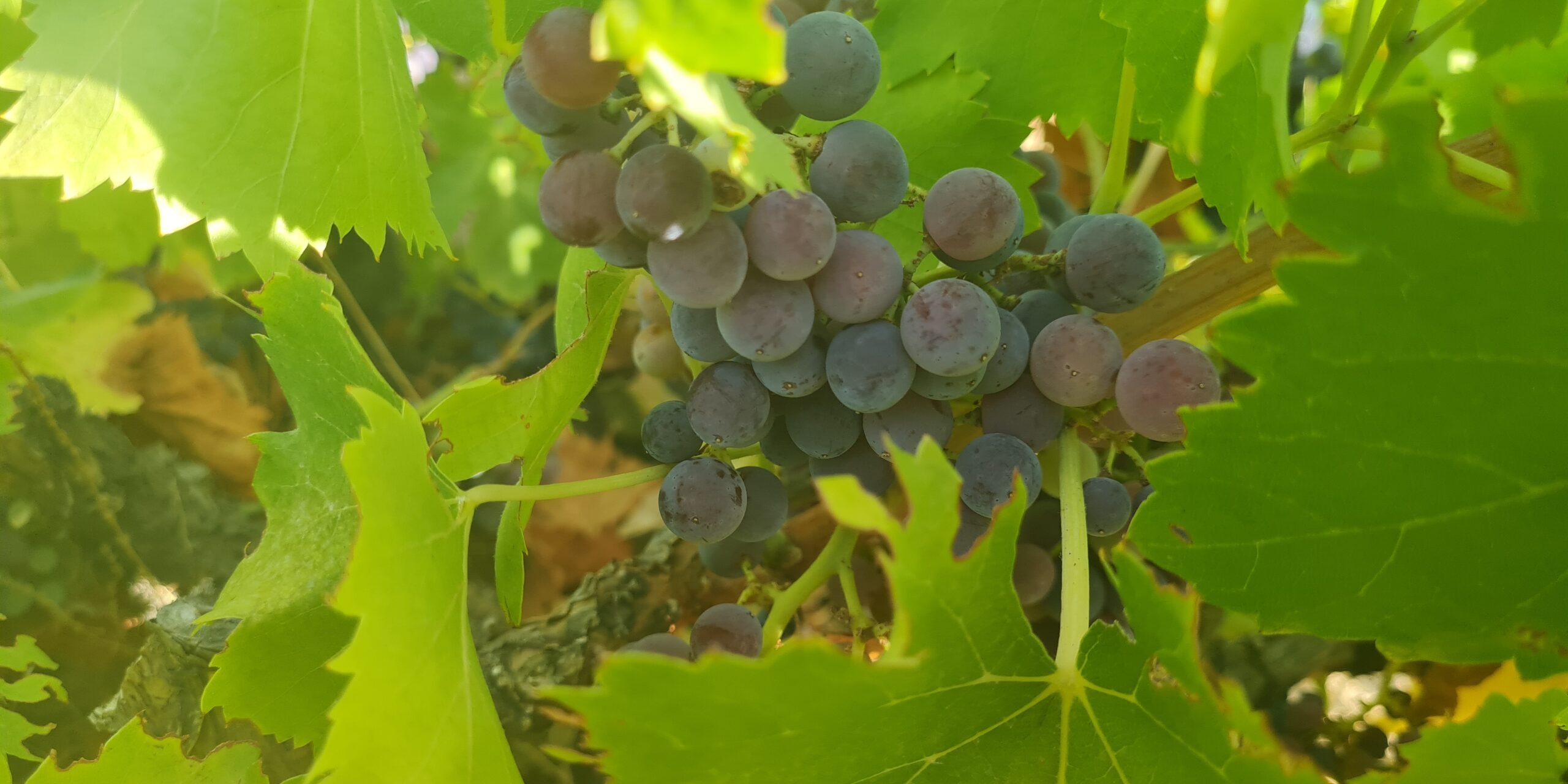 primer plano uva