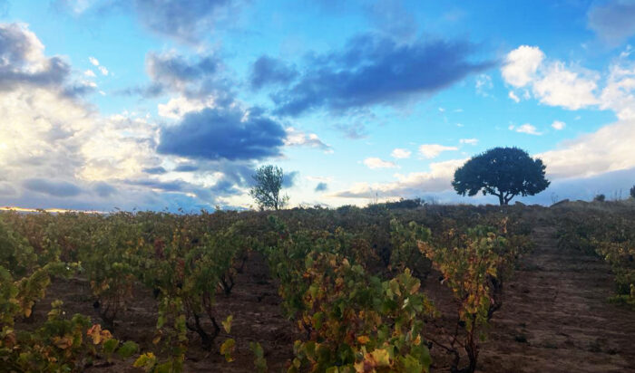 campo atardecer def