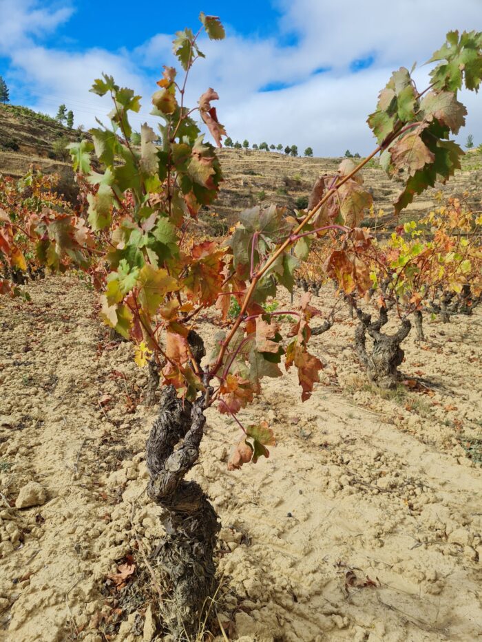 viñas viejas Abel Mendoza