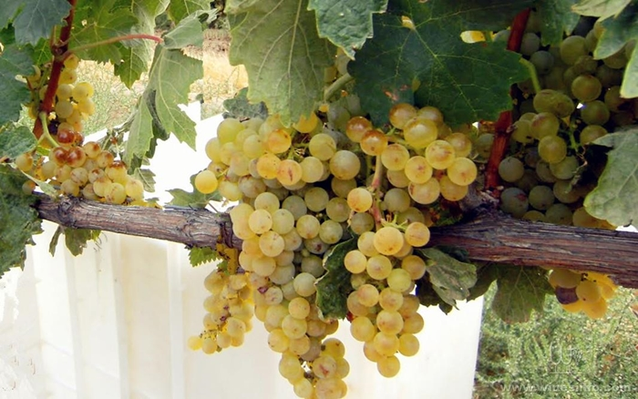 Tempranillo blanco