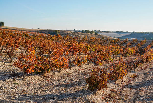 Viñedos en la DO Ribera de Duero