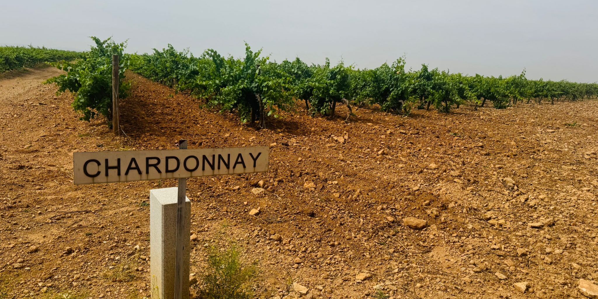 Chardonnay