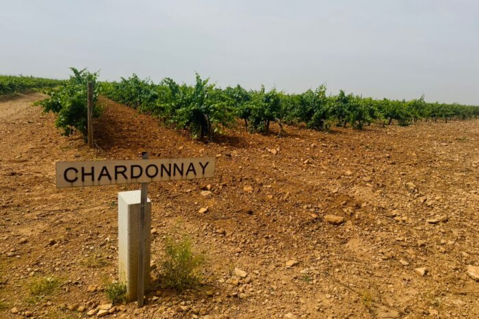 Chardonnay