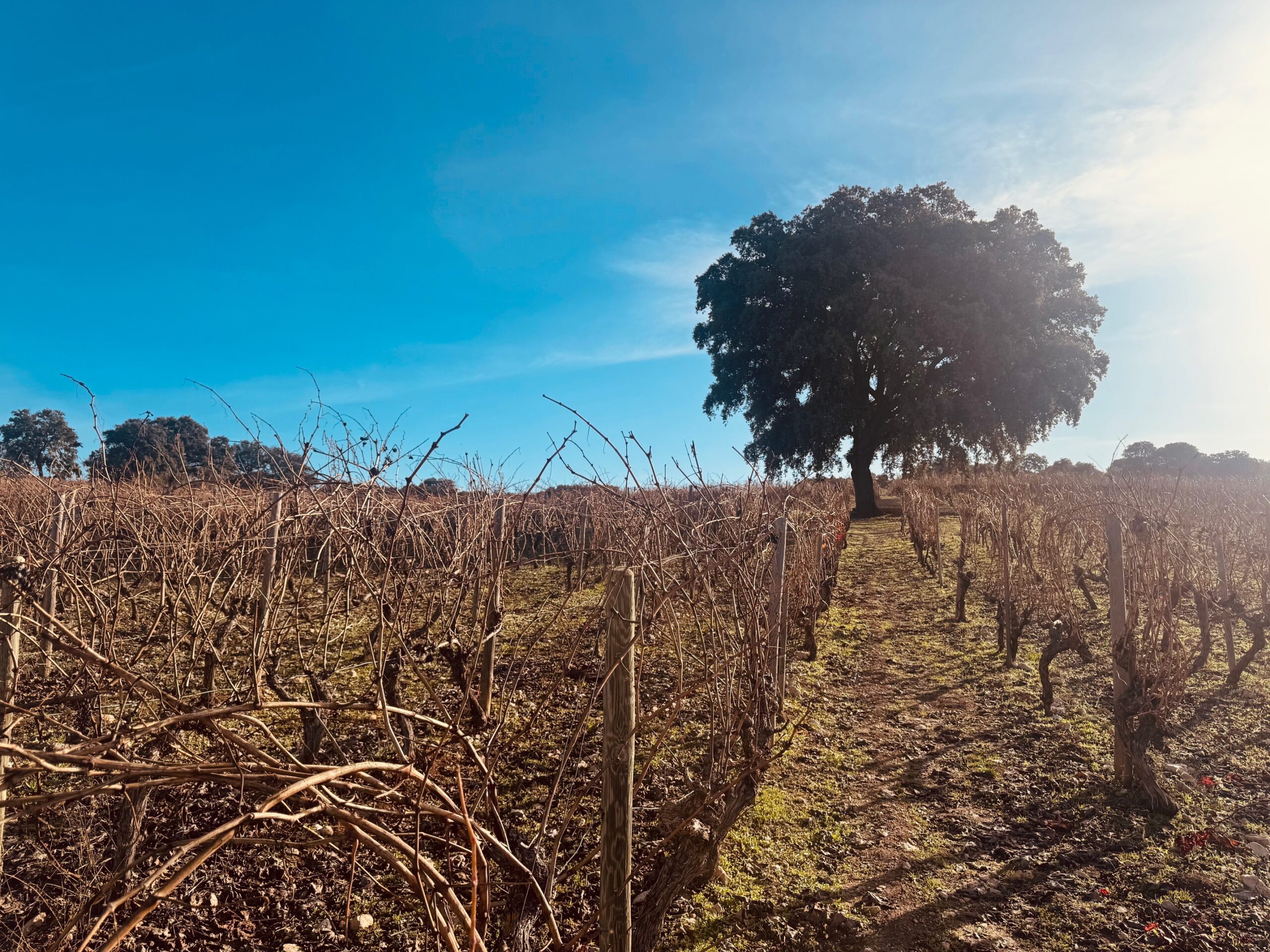 Paraje La Encina en Cortijo de los Aguilares